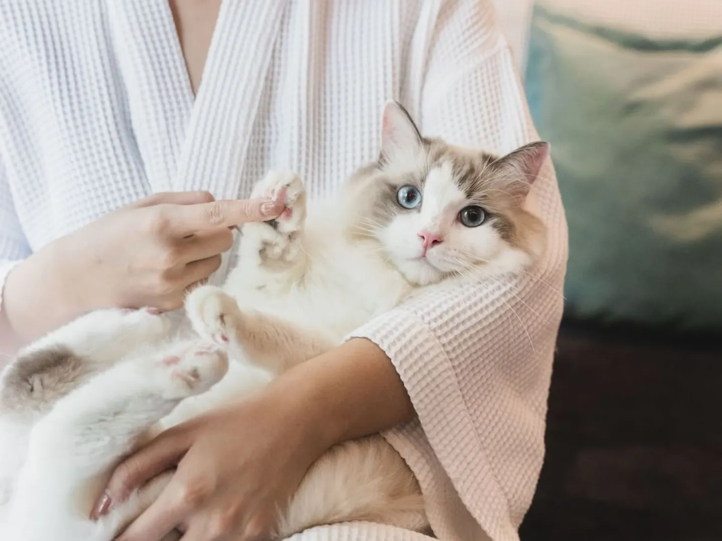 ミャオのライフスタイル